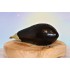 Μελιτζάνα φλάσκα ποικιλία Black Beauty 25gr
