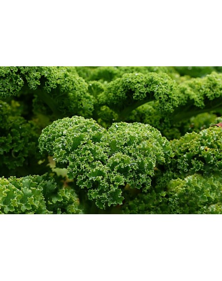 Λαχανίδα Kale