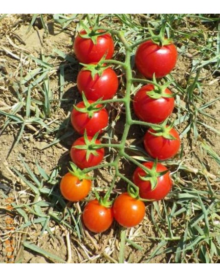 Τομάτα cherry Strombolino F1 100σπόρων