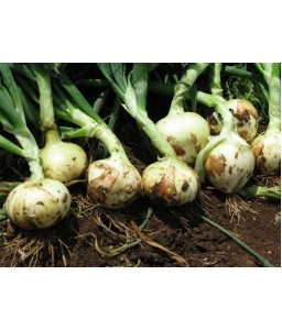 Κρεμμύδι Top Star Maraldi Ortis 500gr (χειμωνιάτικο)
