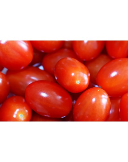Τομάτα Ornela F1 τύπου cherry 500σπόρων Hazera